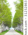Shirakaba tree-lined avenue and car 31232863