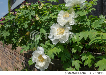 玫瑰(Tulubara) 玫瑰(Tulubara) 31232898