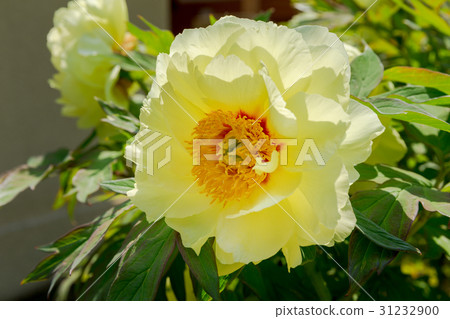 玫瑰（Tulubara） 31232900