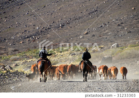 Gauchos and herd of cows in Argentina 31233303