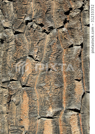 Araucaria, Monkey Puzzle Trees, forest near lake 31233352