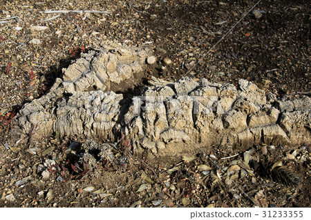 Araucaria, Monkey Puzzle Trees, forest near lake 31233355