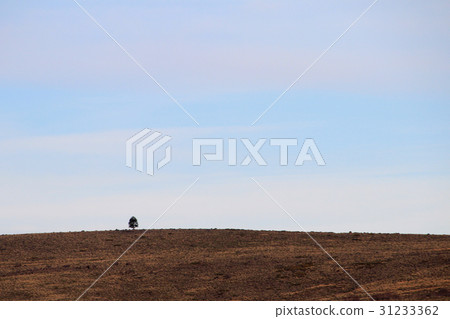 Araucaria, Monkey Puzzle Trees, forest near lake 31233362