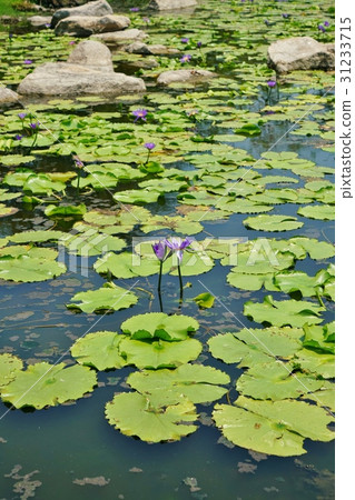 Waterfront, pond, water lily (water lily) 31233715