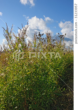 Bush roadside Thistle horizontally closeup in the 31233957