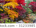 Autumn leaves of Minchochang (Morioka city, Iwate prefecture) 31233985