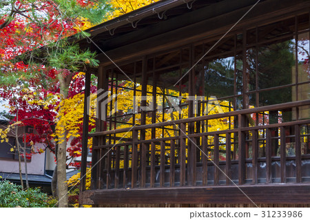 Autumn leaves of Minchochang (Morioka city, Iwate prefecture) 31233986
