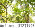 Abstract nature blur background blurred tree  31233993