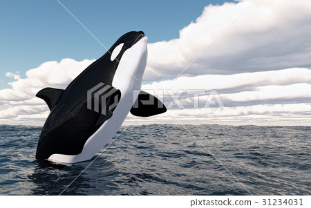 Jumping killer whale Jumping killer whale 31234031