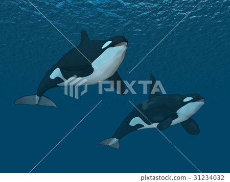 Killer whales Killer whales 31234032