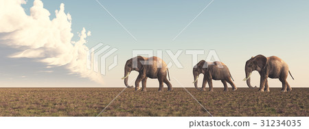 Three elephants in the savannah 31234035