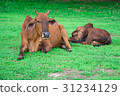 animal red calf child cow farm agriculture on gras 31234129
