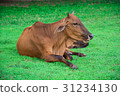 animal red calf child cow farm agriculture on gras 31234130