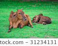 animal red calf child cow farm agriculture on gras 31234131