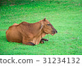 animal red calf child cow farm agriculture on gras 31234132