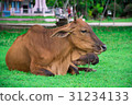animal red calf child cow farm agriculture on gras 31234133