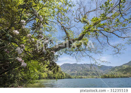 Rhododendron blooming on the Yunoko shore Rhododendron blooming on the Yunoko shore 31235519