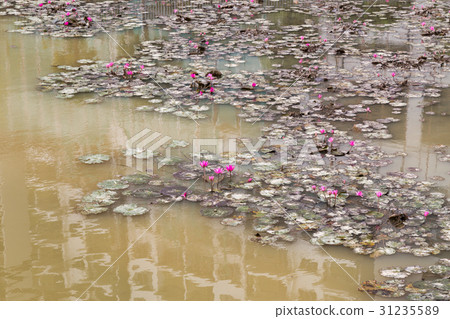 Dirty polluted pond with dying lotus water plant Dirty polluted pond with dying lotus water plant 31235589
