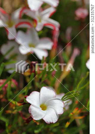 Oxalis · Welsicolor's flowers and rain drops Oxalis · Welsicolor's flowers and rain drops 31235767