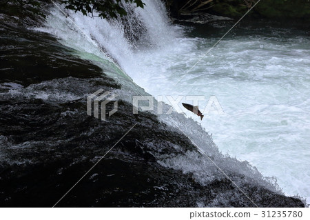 Upstream of Sakura Mass 31235780