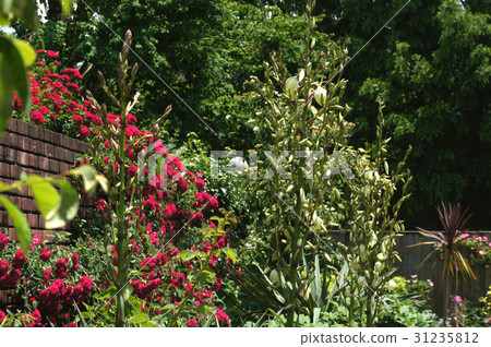 Yucca 31235812