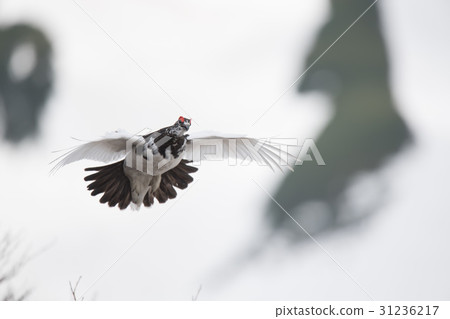 Male giant flying to the snowy mount back Male giant flying to the snowy mount back 31236217