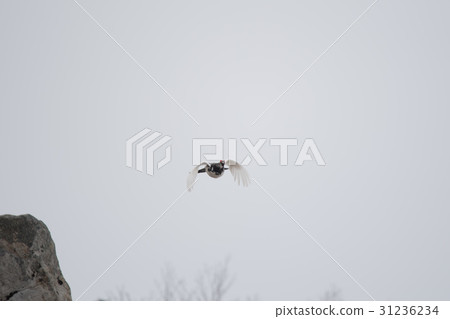 Raikage bird male flight Raikage bird male flight 31236234