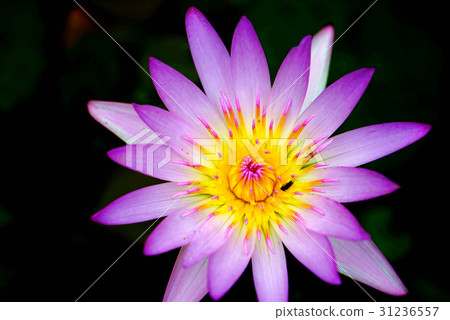 荷花 荷花 31236557