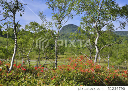 Shiga Takahara Tanohara Mire Shiga Takahara Tanohara Mire 31236790