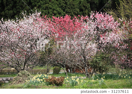 阿波的花大腿 31237611