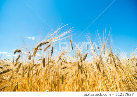 Image of golden beer shining in blue sky Image of golden beer shining in blue sky 31237687