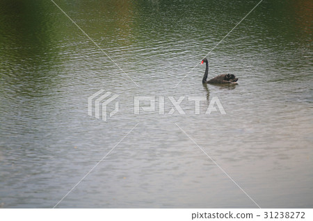 Black  swan 31238272