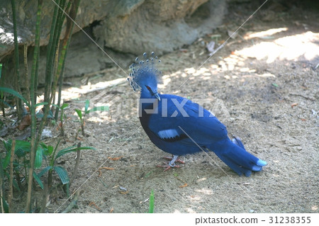 Victoria crowned pigeon / Victoria goura 31238355