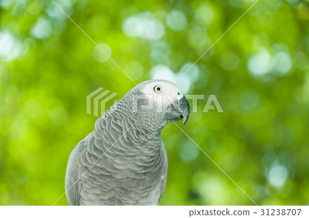 African grey parrot 31238707