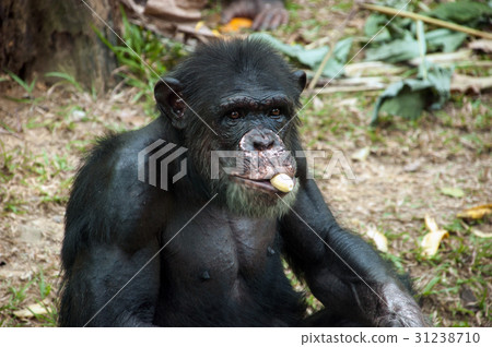 Chimpanzee eating banana Chimpanzee eating banana 31238710