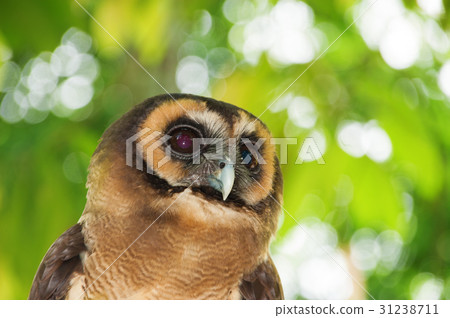 Brown wood owl 31238711