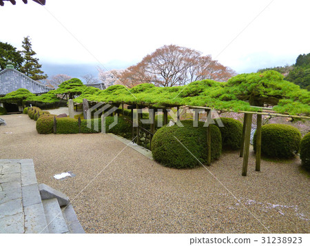 Zenzinuji Ryuu松 31238923