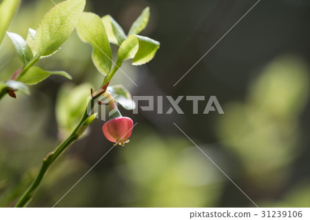 Blossom blueberry flower Blossom blueberry flower 31239106