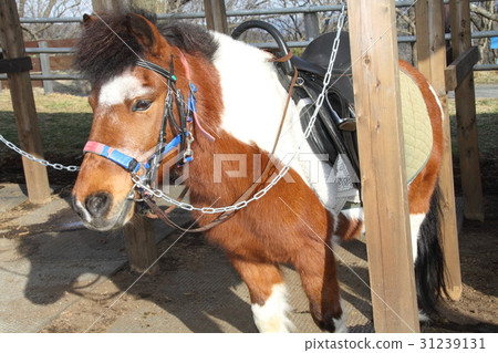 Mother pasture pony 31239131
