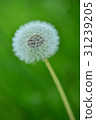 Dandelion seeds 31239205