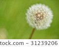 Dandelion seeds 31239206