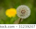 Dandelion 31239207