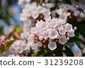 Karmia 31239208