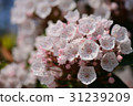 Karmia 31239209