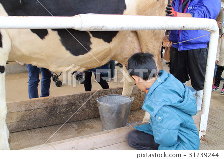 Mother farm milking experience 31239244