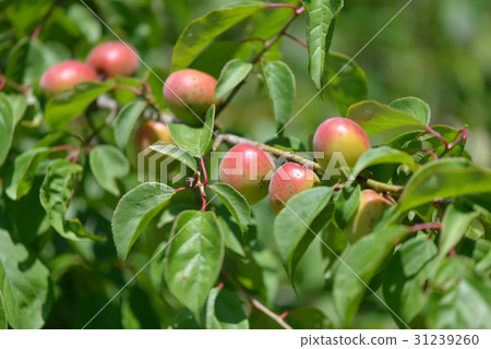 Ripe fruit of ripe Ripe fruit of ripe 31239260