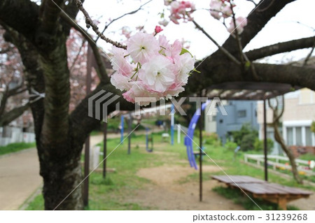 Yamato City, Kanagawa Prefecture 31239268