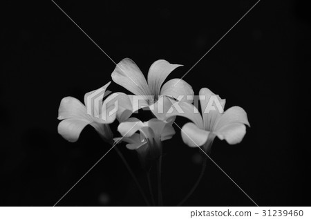 Black and white image of shamrock flowers Black and white image of shamrock flowers 31239460