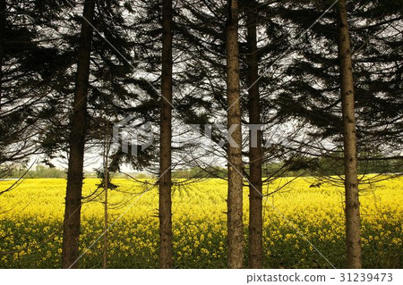Rape flower field in full bloom Rape flower field in full bloom 31239473