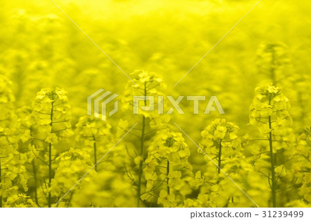 Rape flower field in full bloom Rape flower field in full bloom 31239499